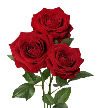 Roses